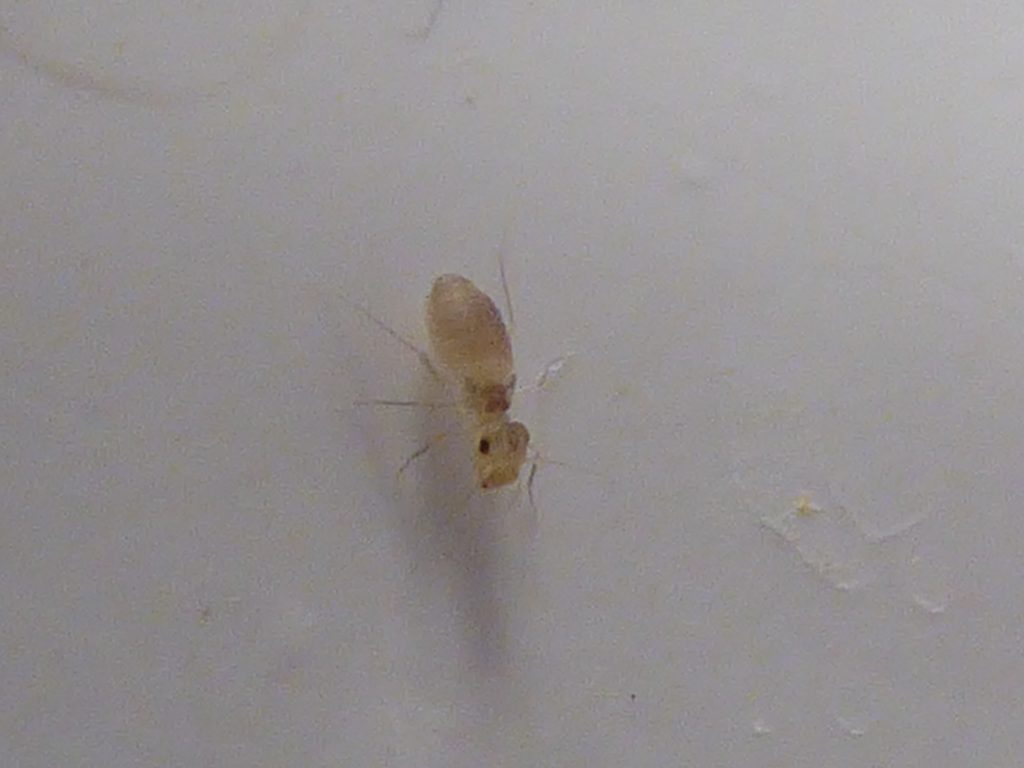 白い壁に止まったチャタテムシの実物写真。体長1〜2mmで淡い褐色の小さな虫